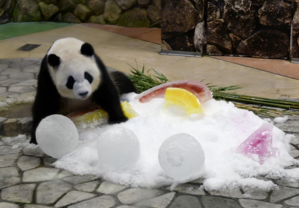 旅日大熊猫“彩浜”四岁生日！获赠水果大刨冰