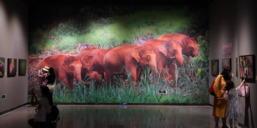 “与象同行——云南亚洲象北巡纪实影像展”吸引参观者