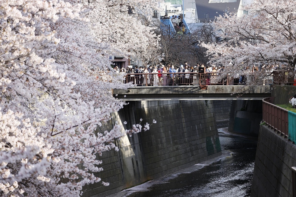 日本东京 目黑河畔樱花盛开