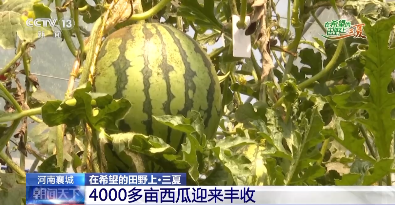 又是一年“吃瓜”季！每天300多吨西瓜从这里走向全国