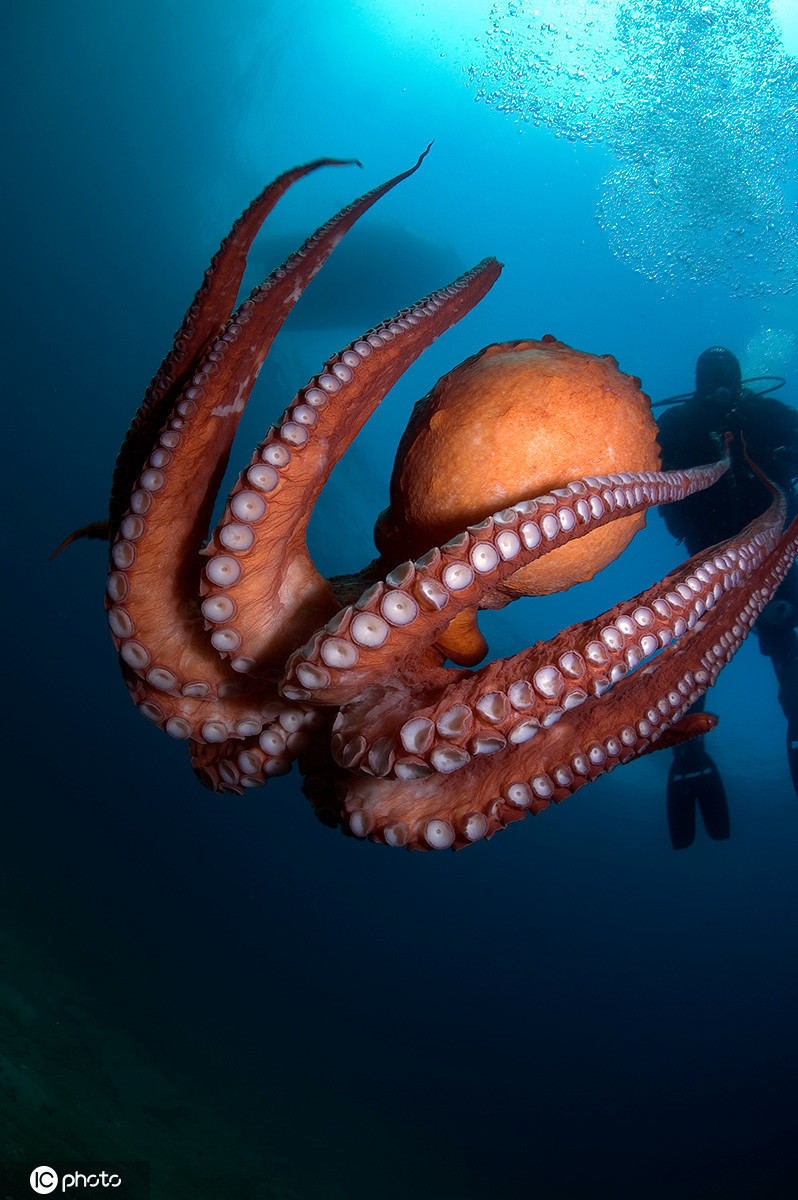 摄影师潜水偶遇世界最大章鱼庞然大物好奇心十足对相机自拍