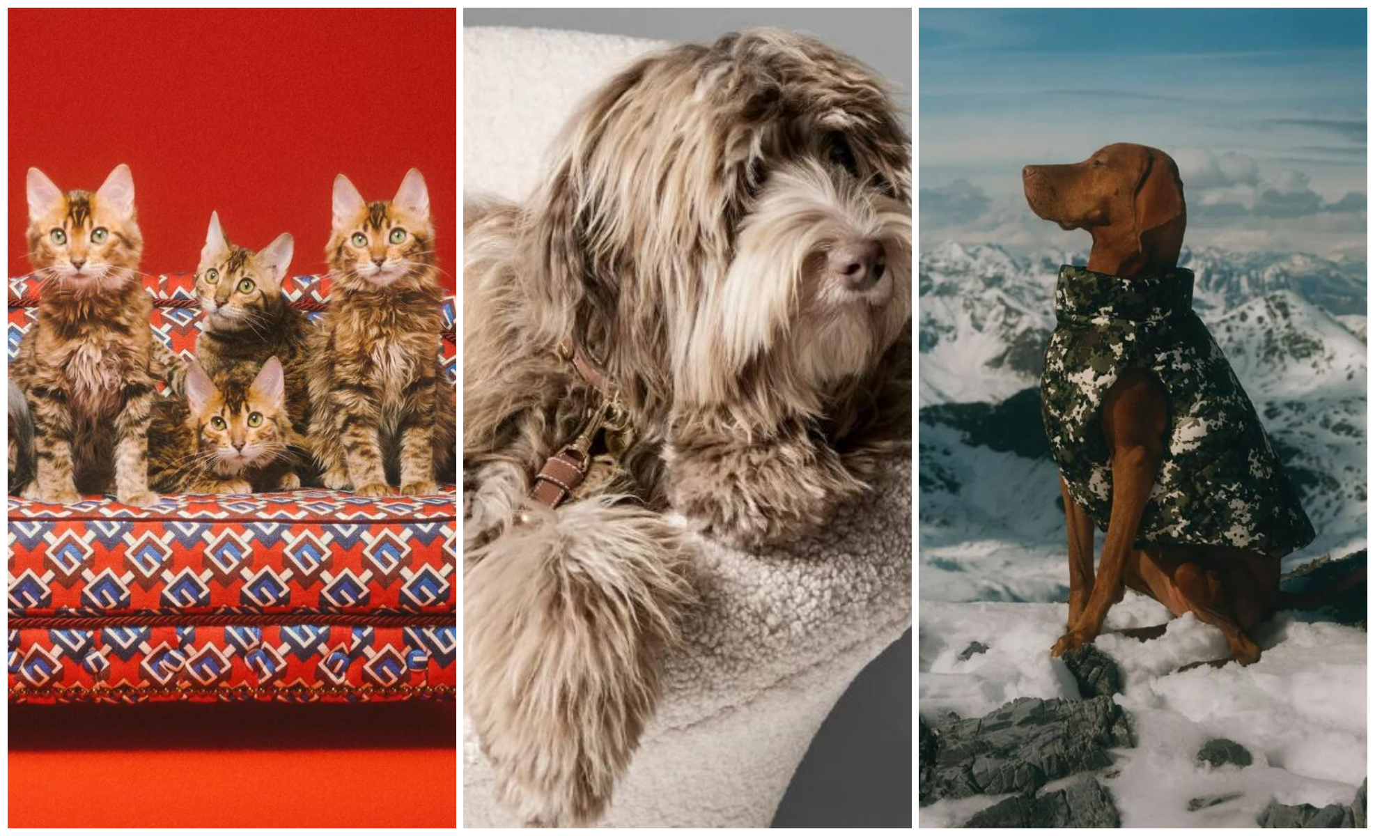 从 Gucci 的猫窝到 Celine 的狗粮碗，奢侈品牌为何纷纷闯入宠物世界？