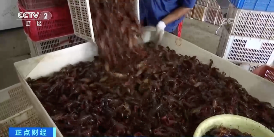 小龙虾，预计每天小龙虾外销量会达到300吨。大降价！现在小青每斤8到9元，“探底价”或将出现