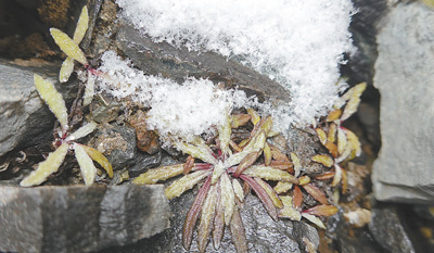海拔6212米採集 零下20攝氏度保存 珠峰種子萌發記
