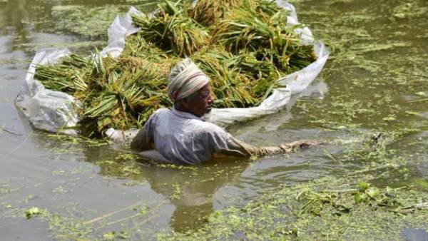 印度古瓦哈提遇水灾 农民水中收割水稻