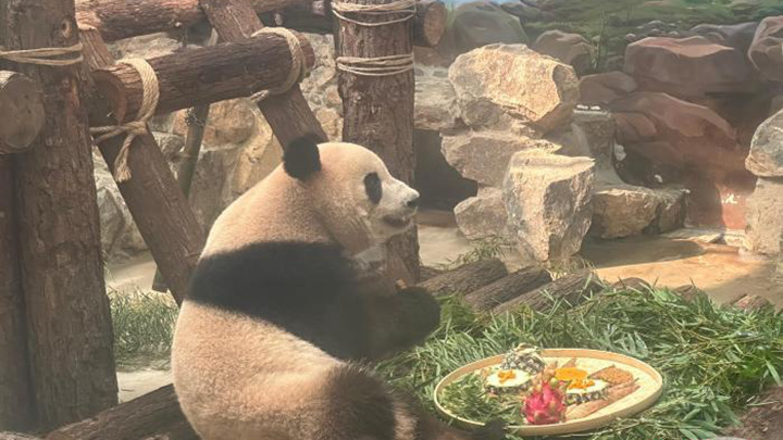 杭州动物园推出月饼宴 大熊猫、马来熊开启“吃播”模式