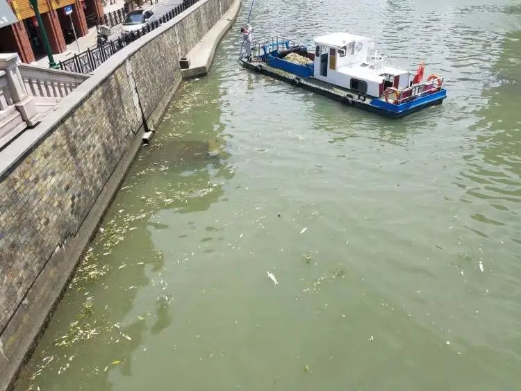 “苏州河”苏州河频现大量死鱼，都是不科学放生惹的祸！