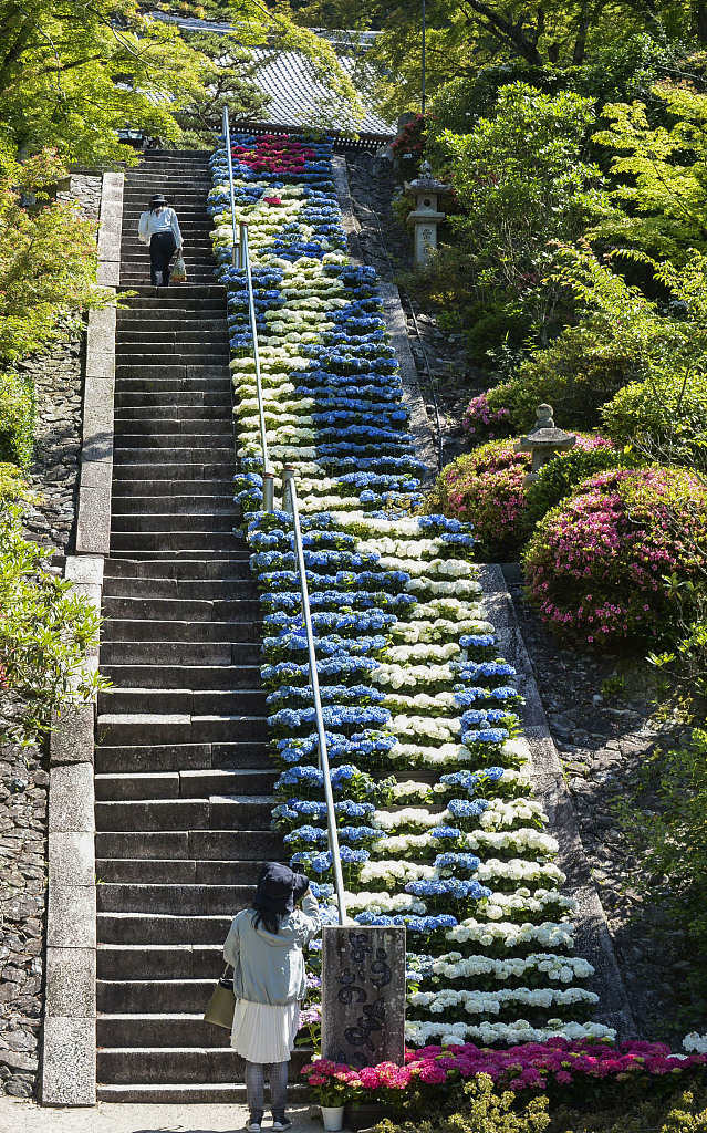 日本寺庙用600盆绣球花摆出 巨龙