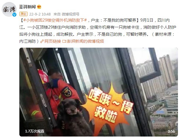 “内江”小狗被困29楼空调外机消防救下，户主：不是我的，狗可暂养