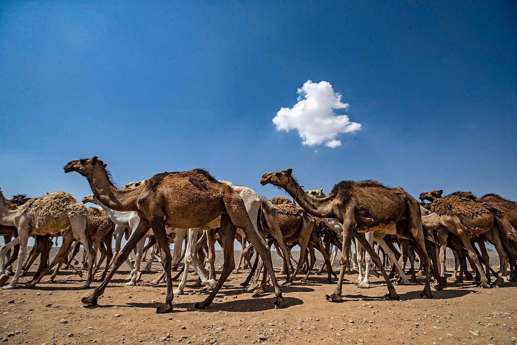 骆驼泛滥成威胁！澳大利亚一农民3小时内射杀113头骆驼
