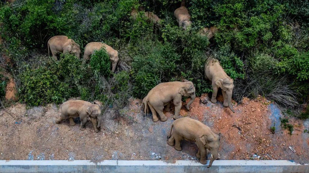 最新！象群继续北迁12公里，昆明市临近区域全面启动布防