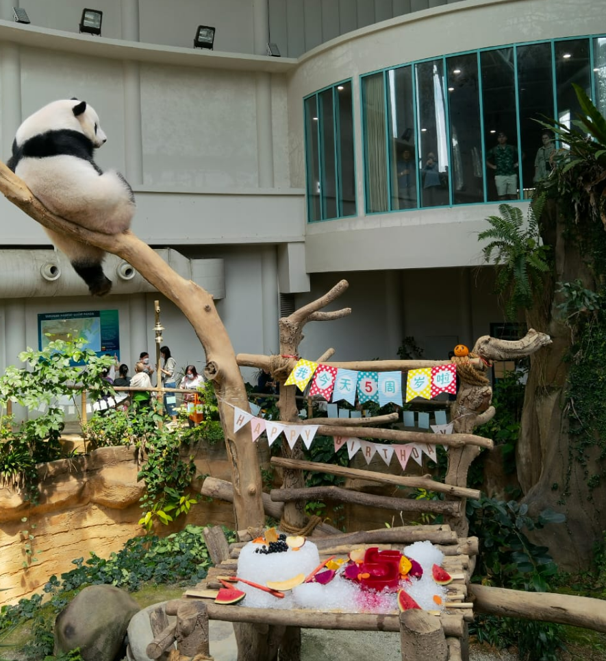 马来西亚国家动物园为大熊猫“谊谊”庆祝5岁生日_发现频道 – 中国青年网