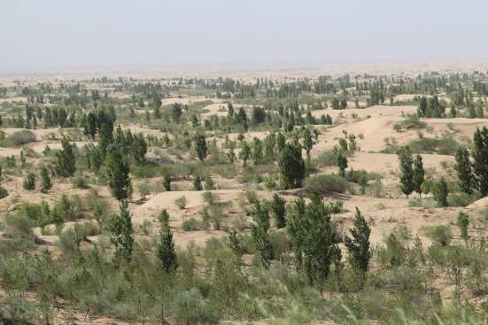 内蒙古库布其沙漠生态治理效果显著