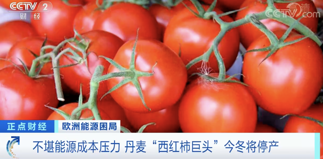 15年来首次！丹麦“西红柿巨头”宣布将停产！寒意已至？