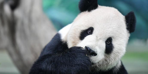 大陆赠台大熊猫“团团”经检查身体状况稳定，网友集体送祝福盼平安