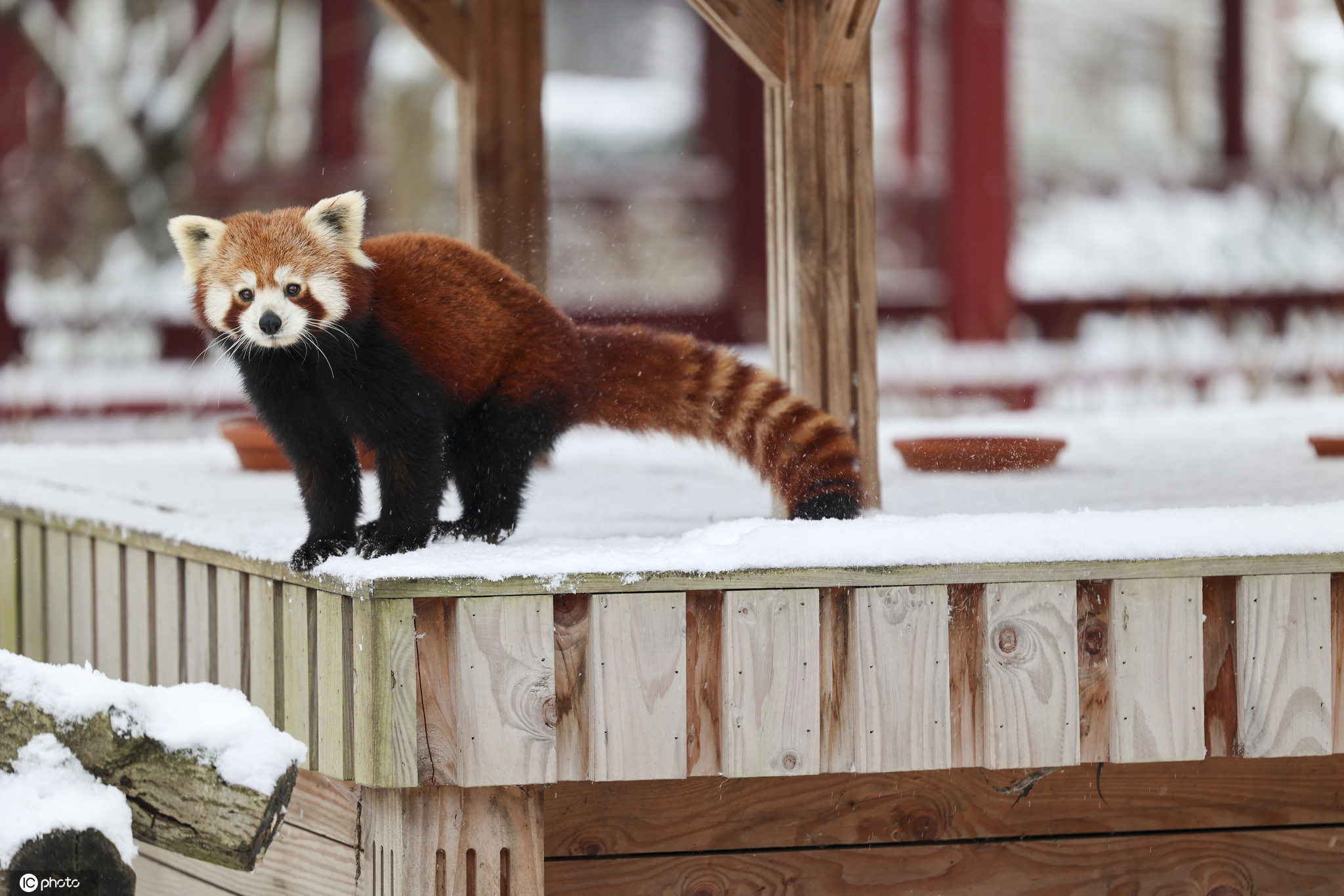 比利时小动物享受冬日雪趣大熊猫雪中嬉戏打闹太萌了