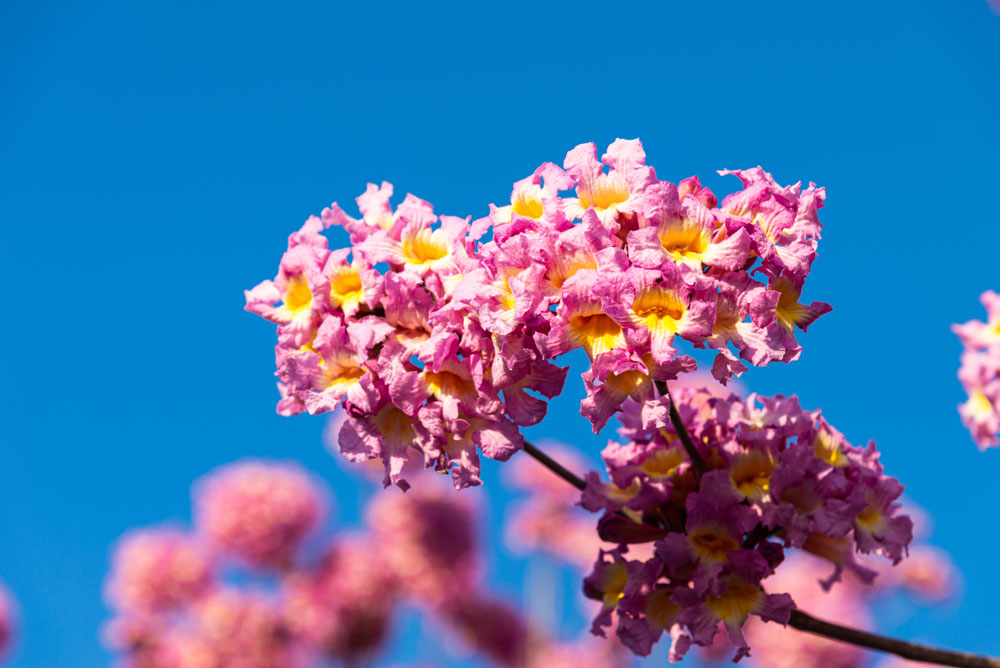 立春将至 广东广州紫花风铃木悄然绽放