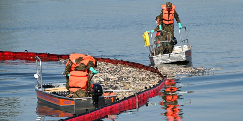 德波界河奥得河突现成吨死鱼原因不明 两波兰官员被解雇