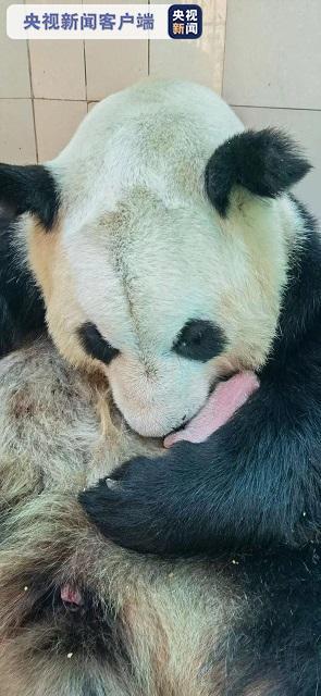 国宝添新丁！大熊猫中心今年共繁殖大熊猫15胎24崽