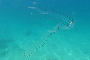 南非潜水员遇到几乎完全透明的“幽灵鳗鱼”
