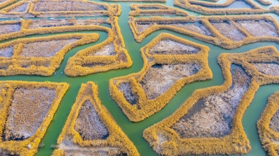 湿地冬景美如画