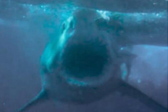 水下摄影师近距离拍到大白鲨张大嘴捕食画面