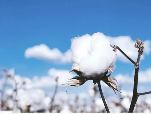 新疆棉花：中国自己还不够用