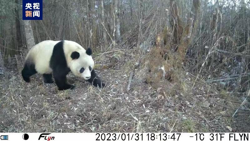 “国宝”出门过年萌态十足！四川北川拍摄到野外大熊猫活动身影