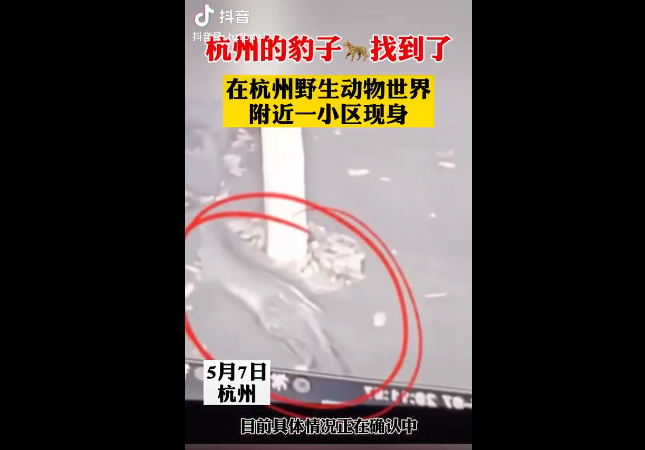 另外,今天上午10:30分,杭州发布官方抖音号发布视频,称豹子找到了!