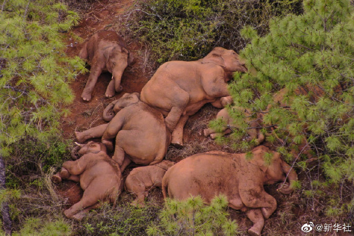 云南北移象群持续在玉溪易门活动 独象离群9天距离象群17.4公里