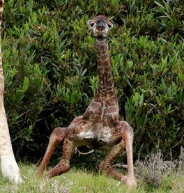 新生长颈鹿宝宝蹒跚学步 努力站起来的样子萌化人心