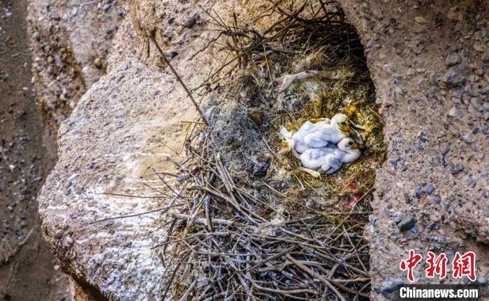 甘肃瓜州首次野外发现世界濒危珍禽