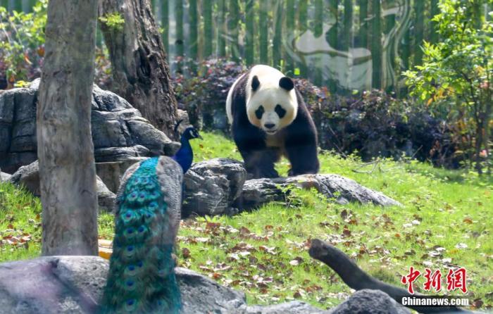 武汉动物园关闭3个月后重开 大熊猫“休假”胖了15斤