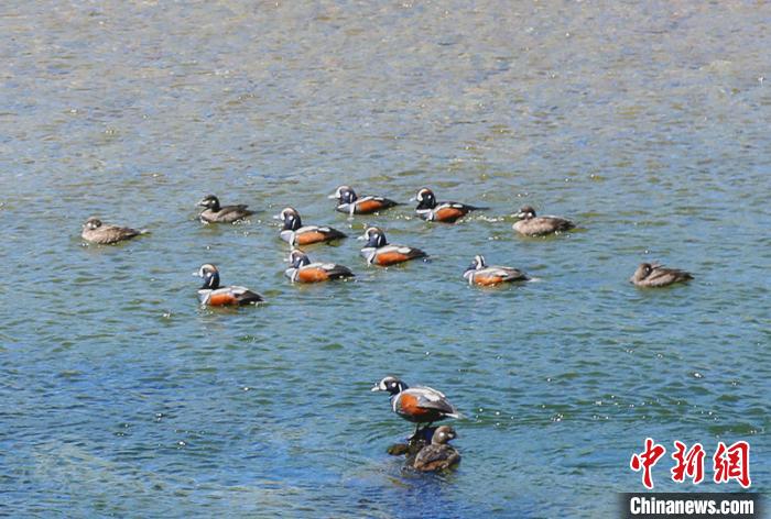 国内罕见动物丑鸭成群频现“中国最冷小镇”