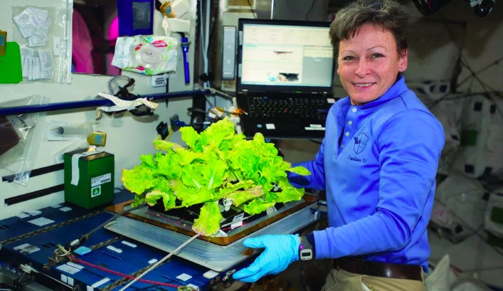 科学家称在空间站种植的莴苣是完全安全的 微量元素含量更高
