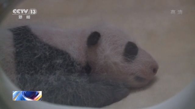 由粉红变黑白 2020年首对大熊猫双胞胎今天满月