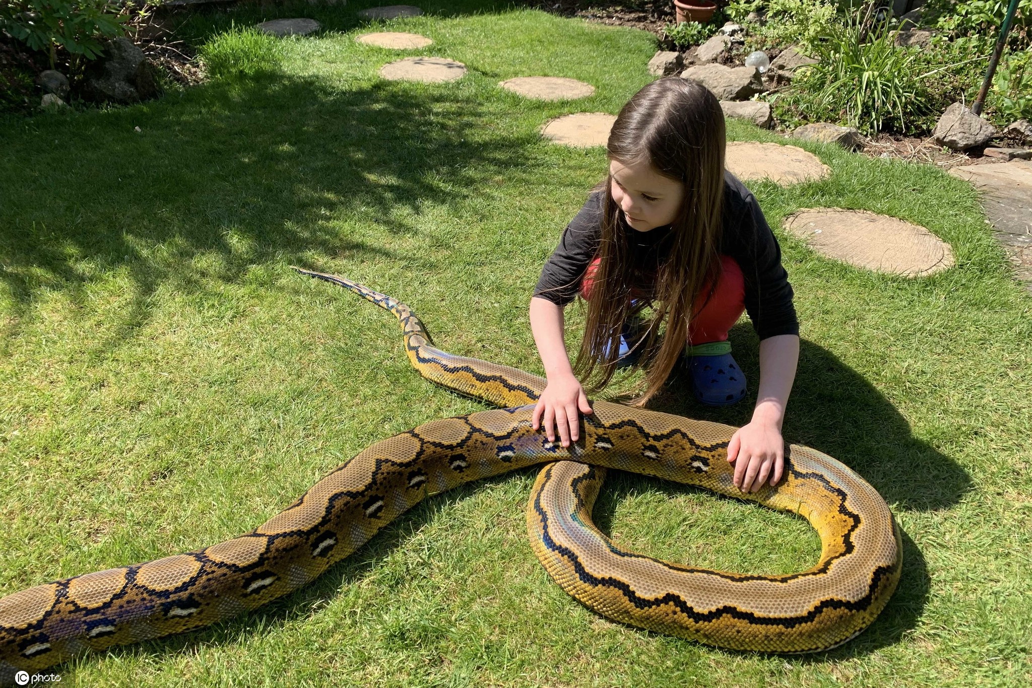 与蛇同住!国外7岁女孩与蟒蛇朝夕相处成好友
