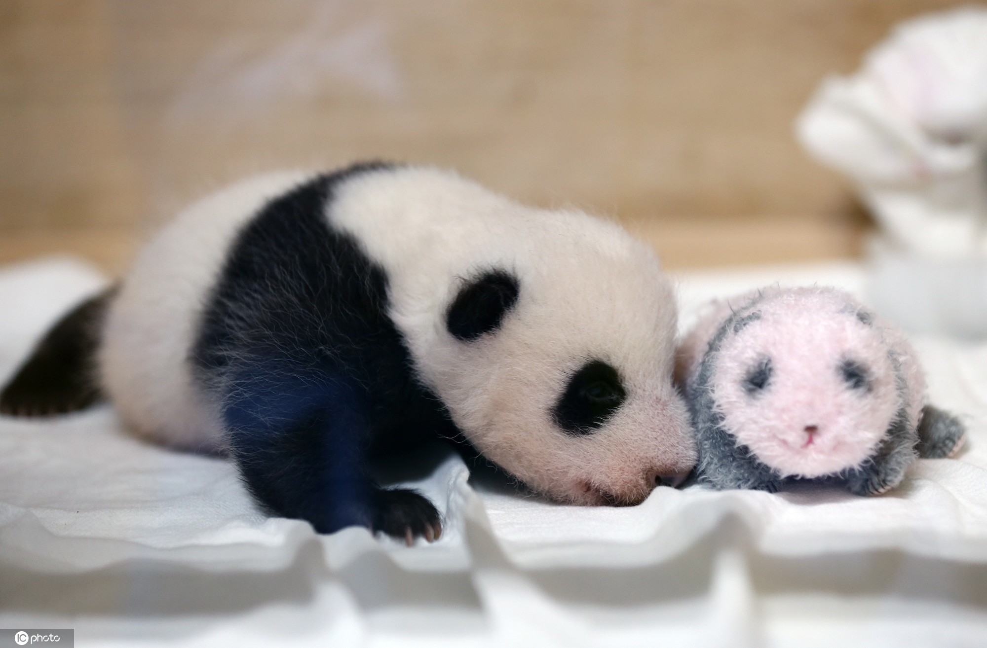 据悉,生活在爱宝乐园内的大熊猫夫妇爱宝和乐宝于当地时间7月20日