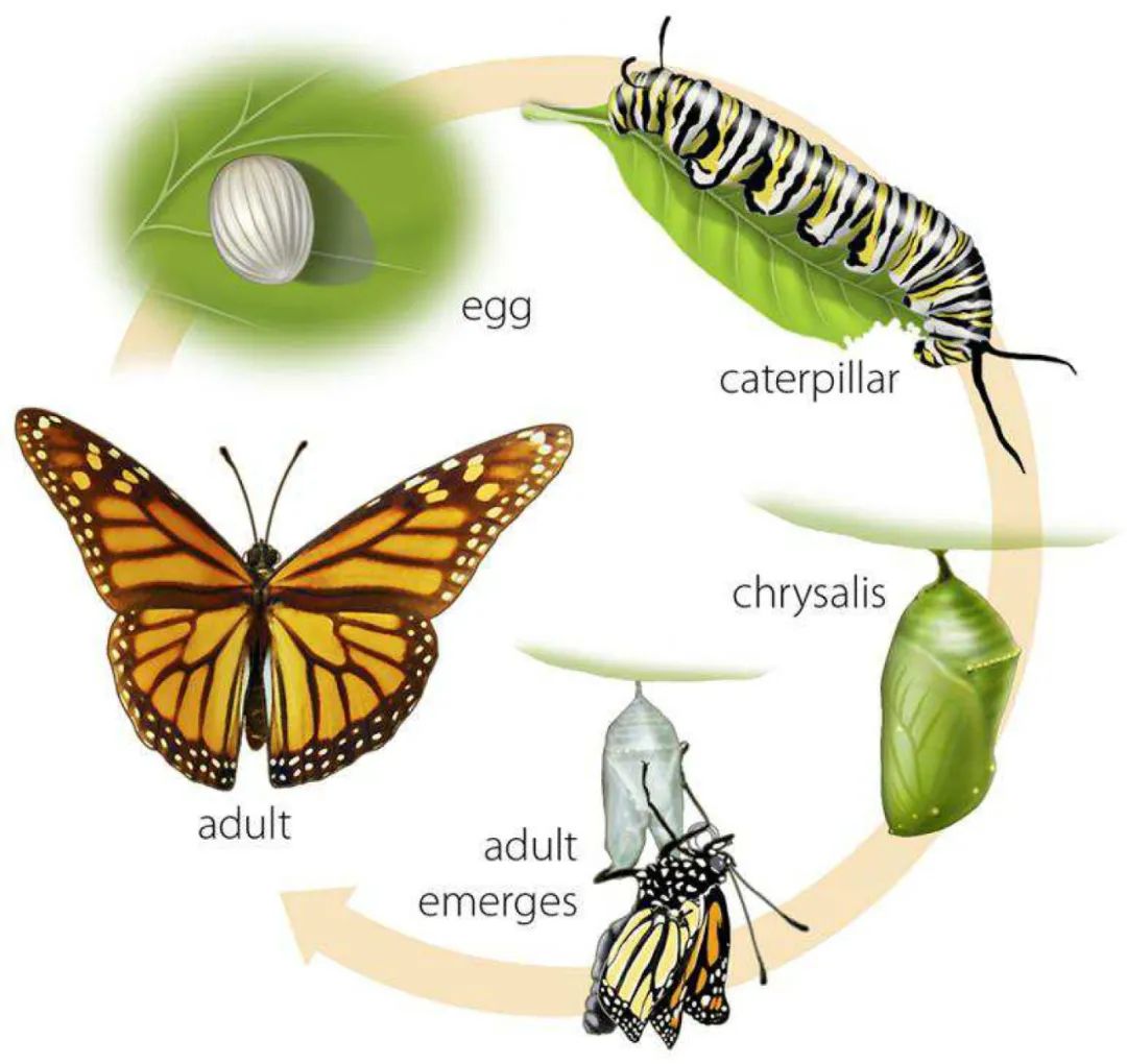 卡通蝴蝶的生命周期。 毛毛虫转化、蝴蝶蛋、毛毛虫和蛹。 昆虫生长的媒介说明。 昆虫的发展阶段。 树枝上的野生动植物很可爱 — 图库矢量图像© ...