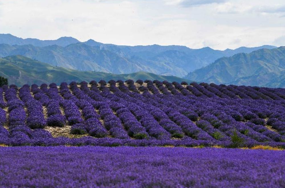 新疆紫草种植基地图片