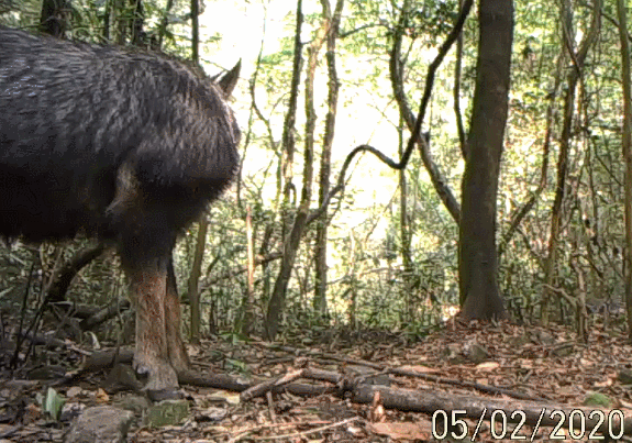 广东省级自然保护区惊现“四不像”——中华鬣羚！