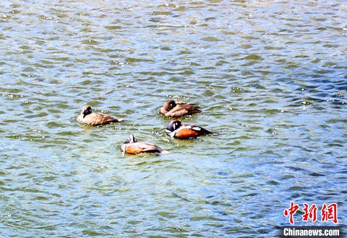 国内罕见动物丑鸭成群频现“中国最冷小镇”