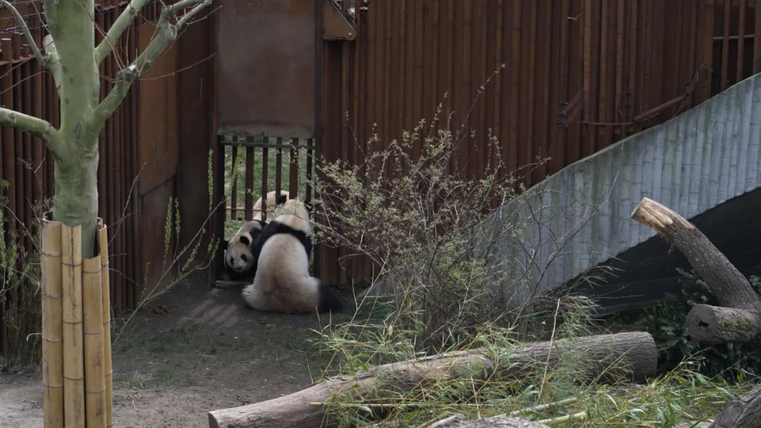 宅家防疫的丹麦人磕起大熊猫CP “空气里都是爱的味道”