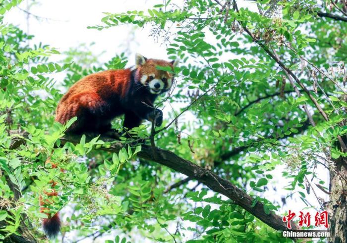 武汉动物园关闭3个月后重开 大熊猫“休假”胖了15斤
