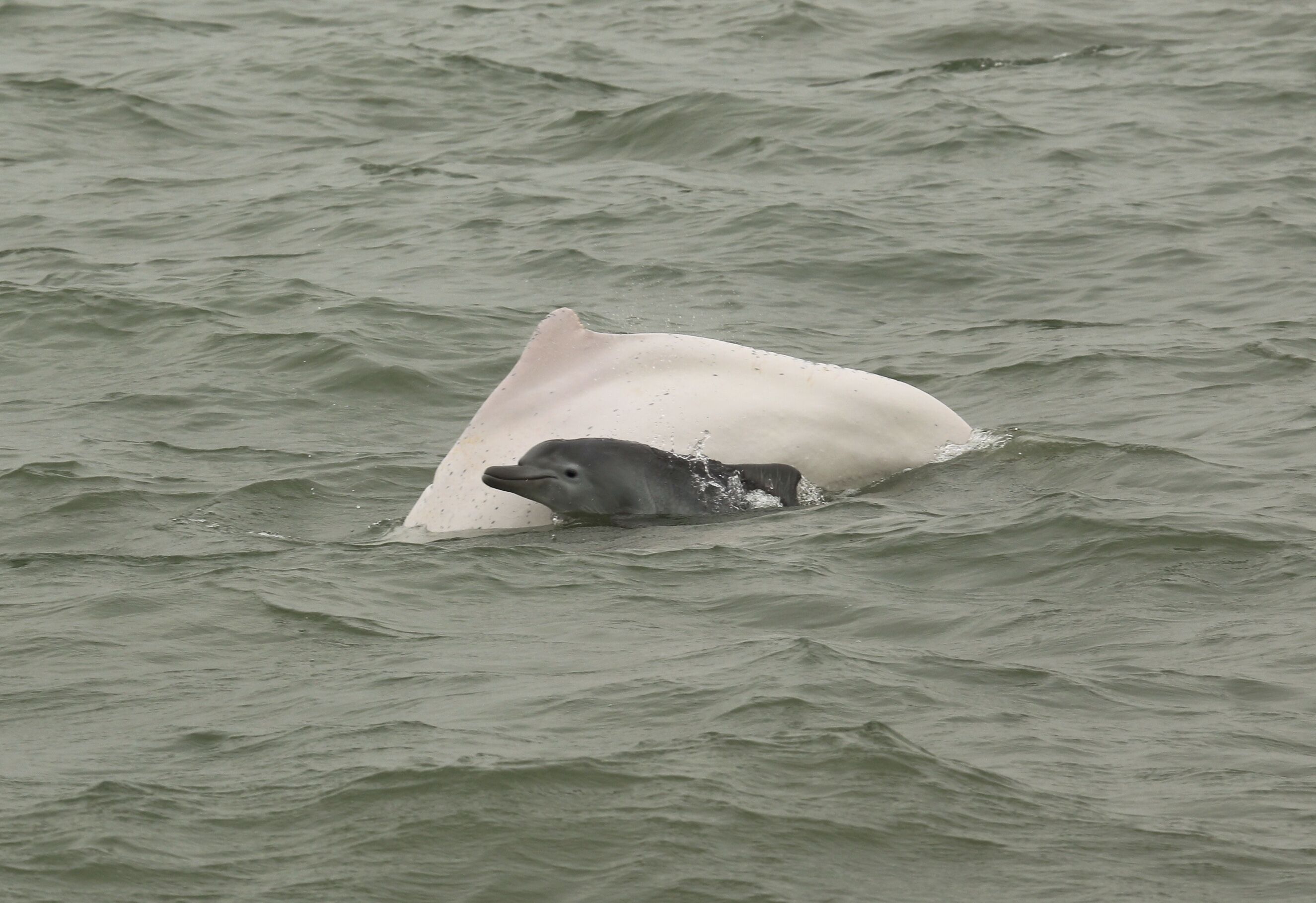 四只白边海豚宝宝亮相珠海长隆—新闻—科学网