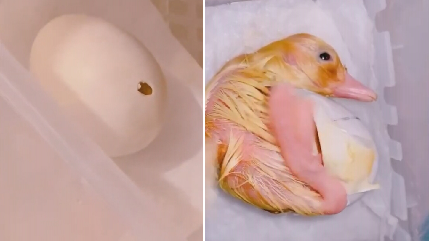 可爱的小鸭子从蛋壳里颤颤巍巍向外看,最后挣脱了蛋壳